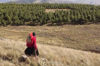 Forestación en Ccarhuayo