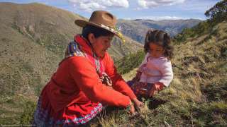 Recuperación del cedro andino y ampliación de bosques nativos inoculados con hongo morchella